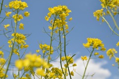菜の花と空