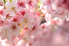 やわらか桜世界