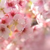 やわらか桜世界