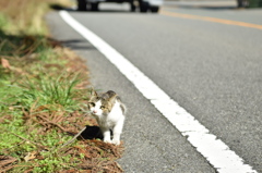 のらねこちゃんｉｎ笠取山