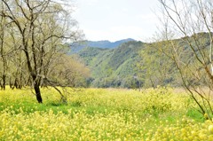 菜の花と山