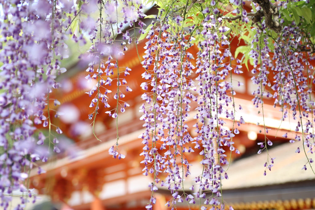 藤の花