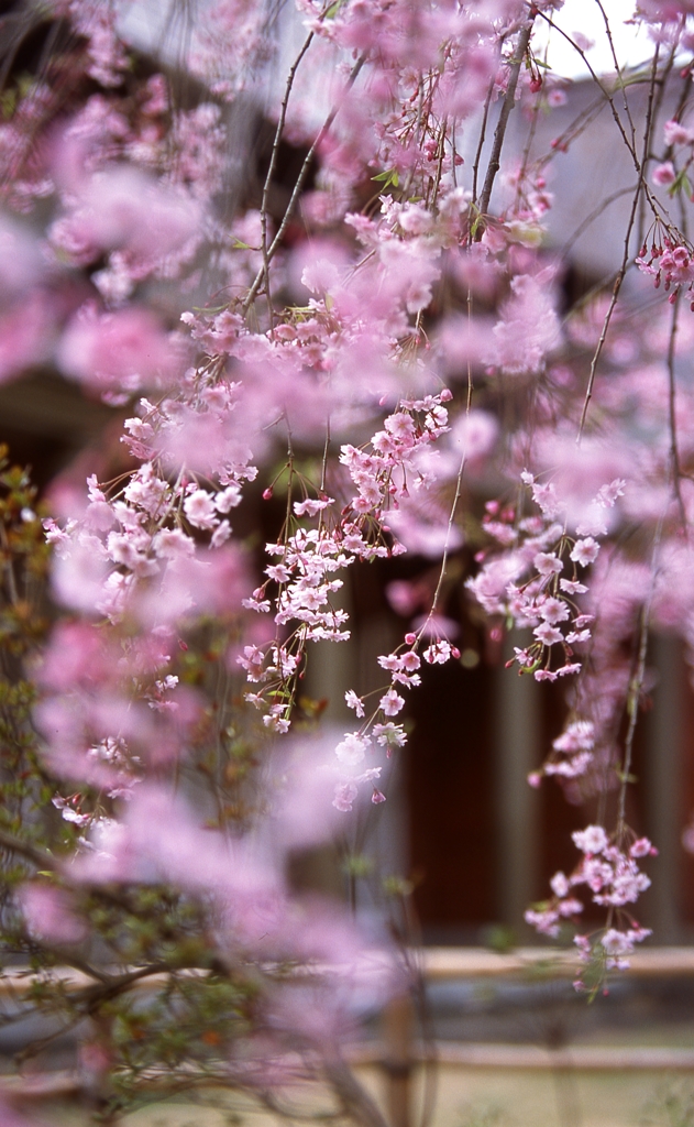 枝垂桜