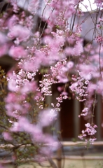 枝垂桜