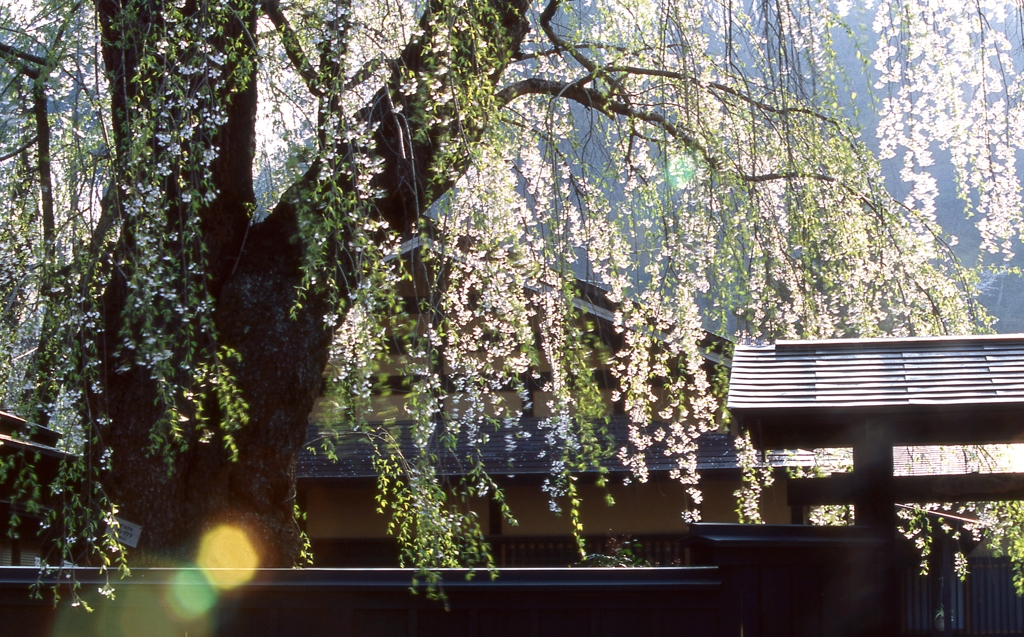 角館の枝垂桜