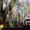 角館の枝垂桜