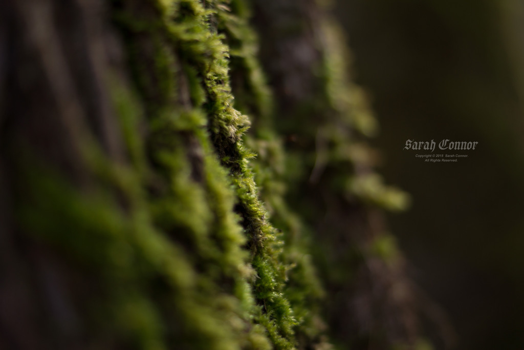 苔肌
