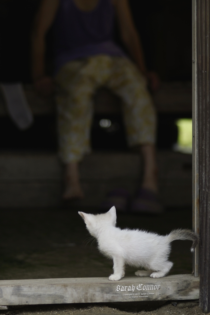 おばばと猫