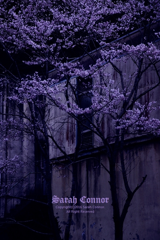 汚水処理場の桜