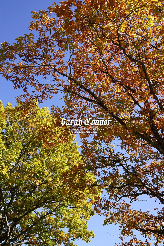 紅葉二色