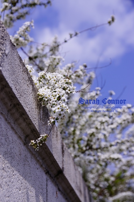 塀を乗り越えて