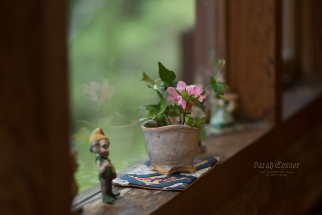 窓辺の花