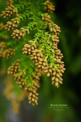 杉花粉