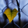 ｈｅａｒｔ の葉