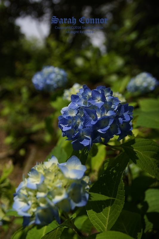 青は酸性・赤は中性アルカリ性とか