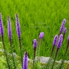 花立つ