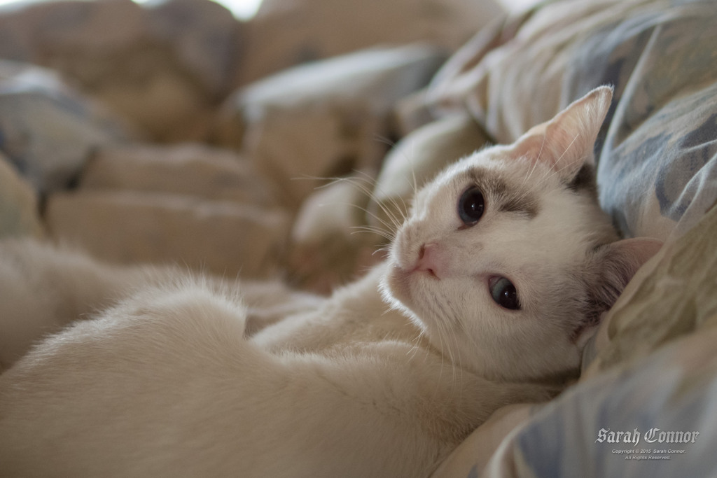 青い目の白い猫