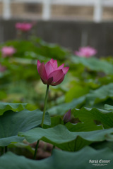 万福寺の蓮