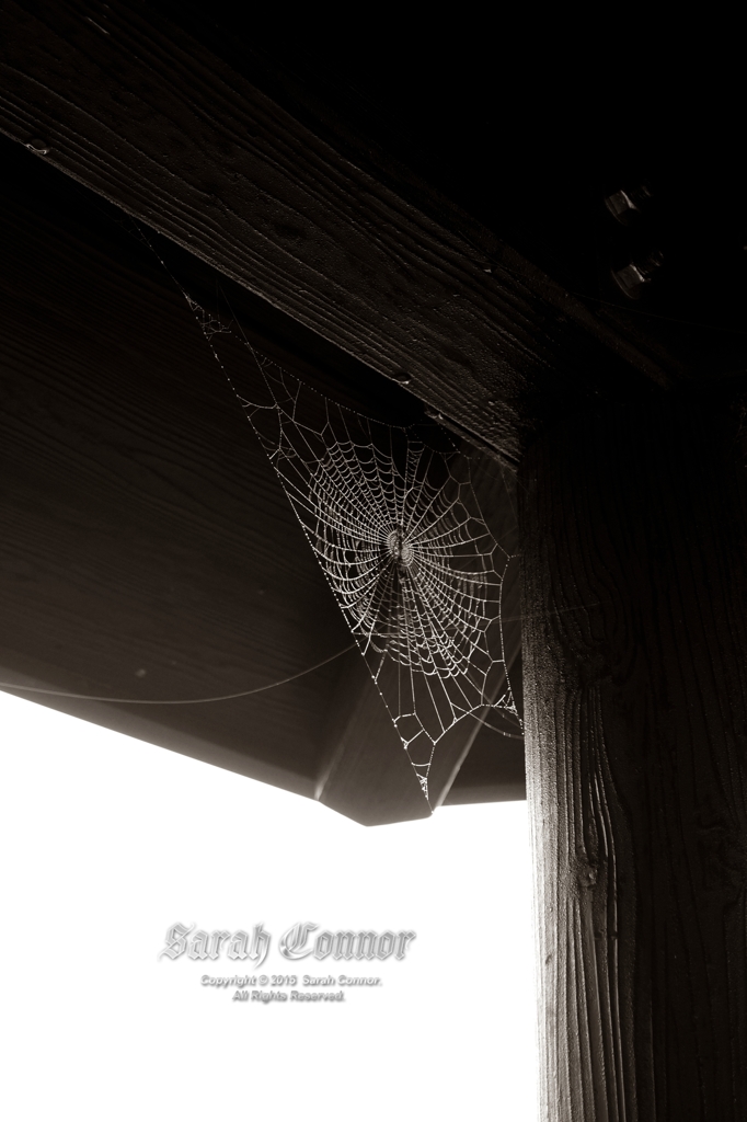 秋 雨 蜘蛛の巣-1 