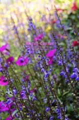 Pink & Purple
