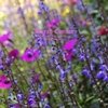 Pink & Purple