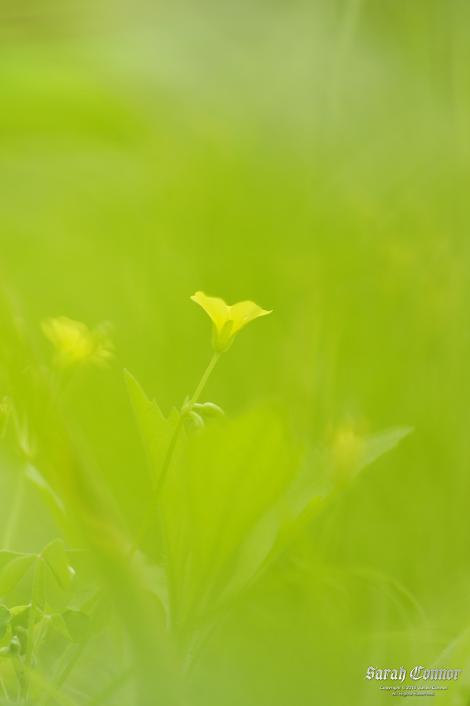 霞草