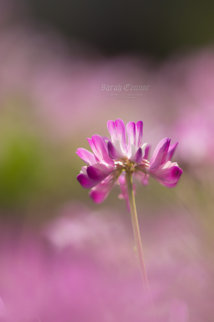 蓮華草の思い出