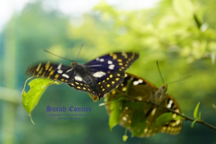国蝶オオムラサキ雄と雌