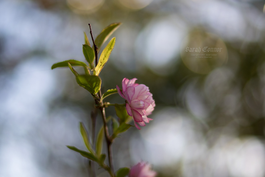 庭の花