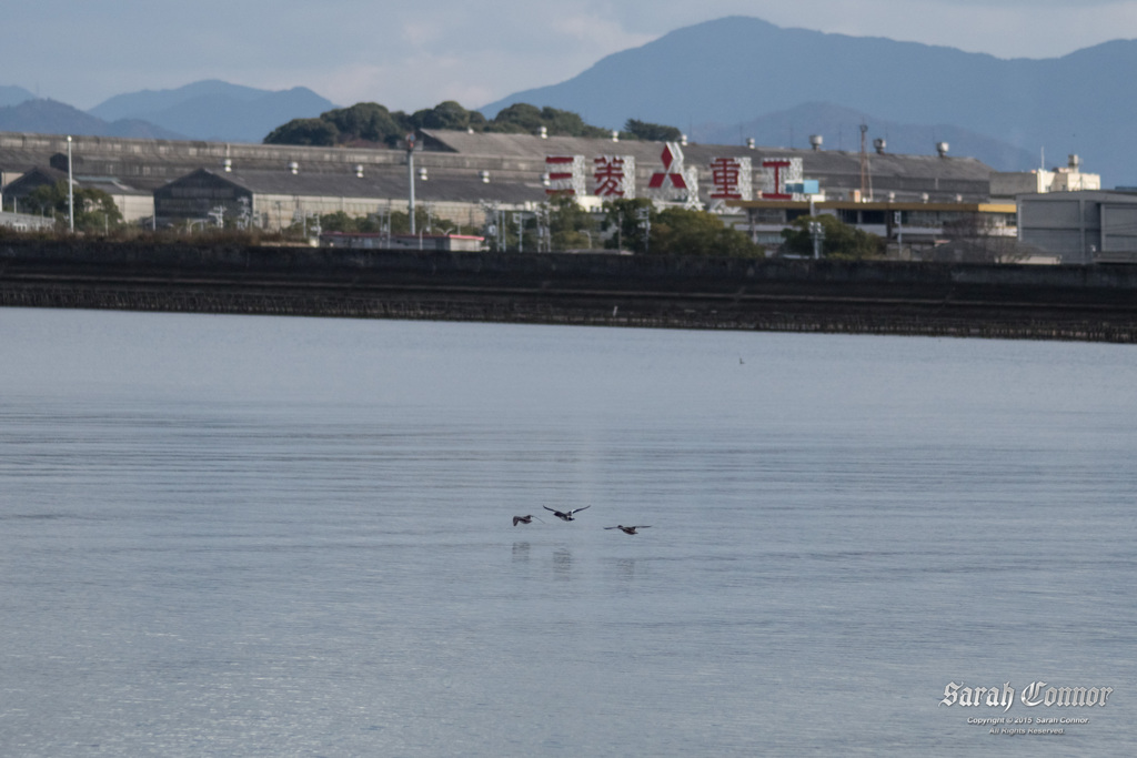 水鳥が水面を掠め飛ぶ