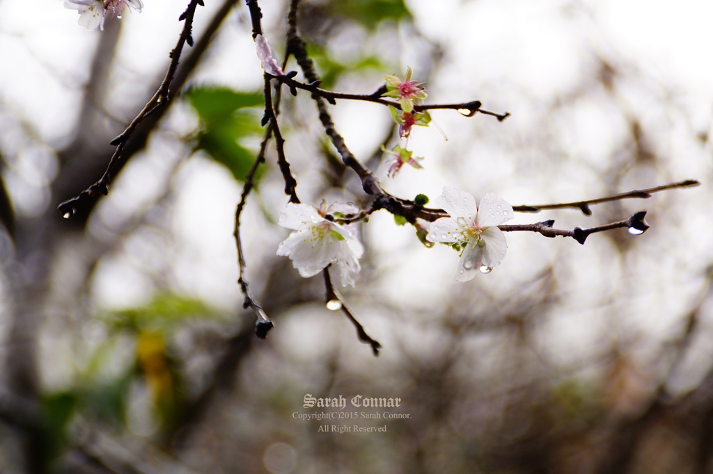 寒桜