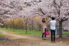 スマホで桜の記念写真