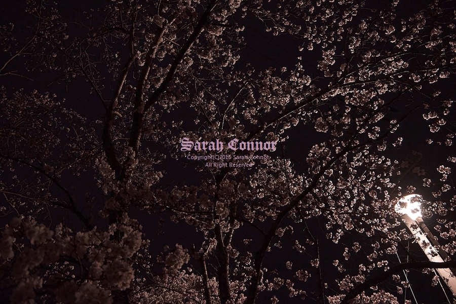 夜桜を見上げて
