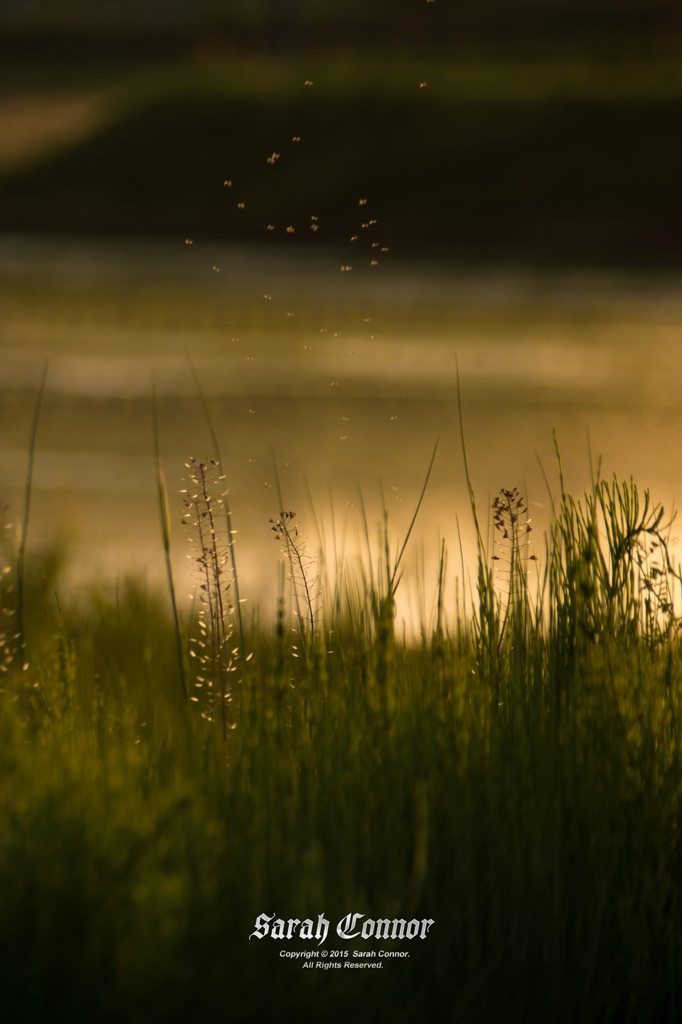 群れになって踊ろう