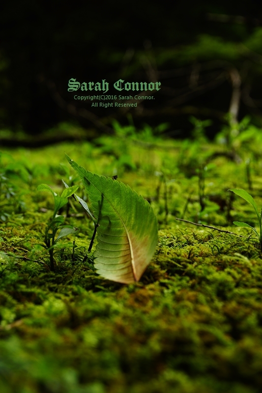 ハラリヒラリ一枚の葉