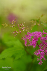 花火