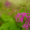 花火