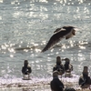 飛び立つカモメ