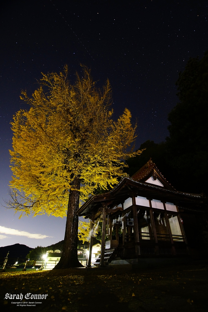 近所の神社の銀杏