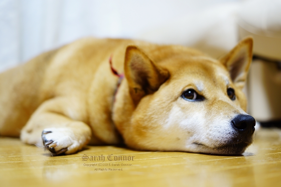 柴犬-4　ん？