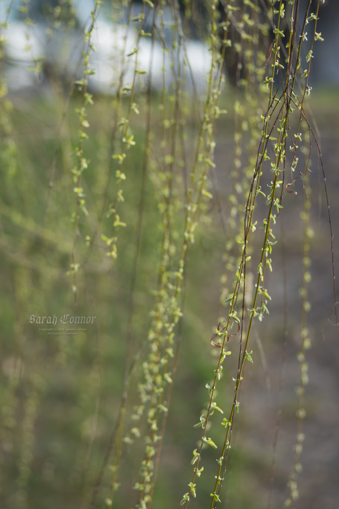 柳の新芽