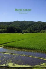 田んぼのある風景-3