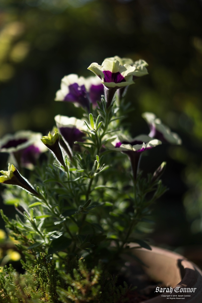 庭の花-1