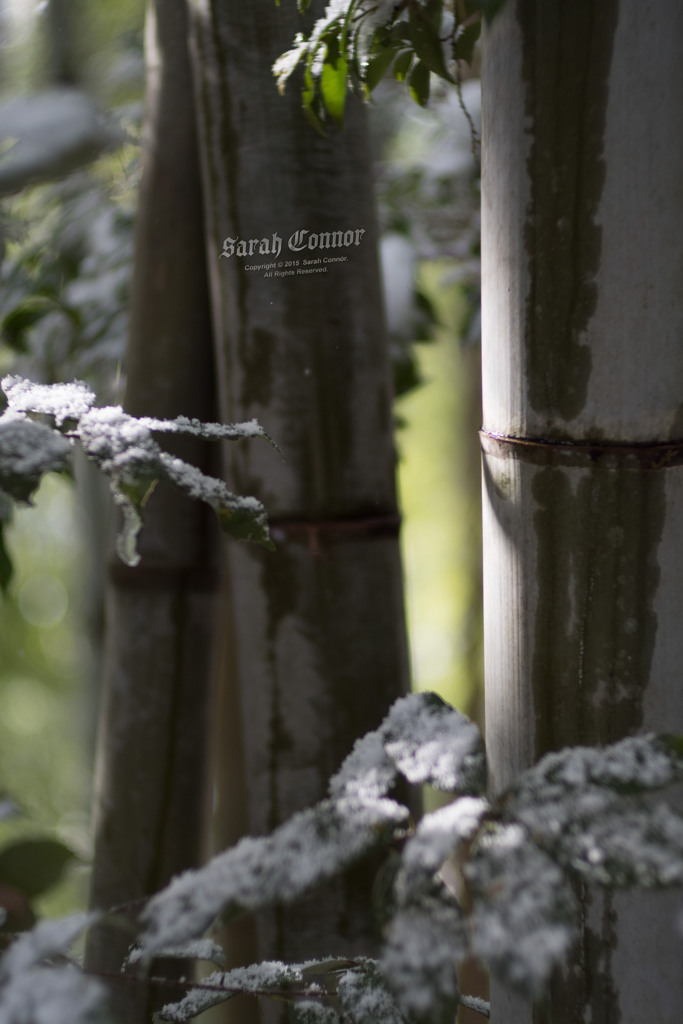 竹林の雪解け