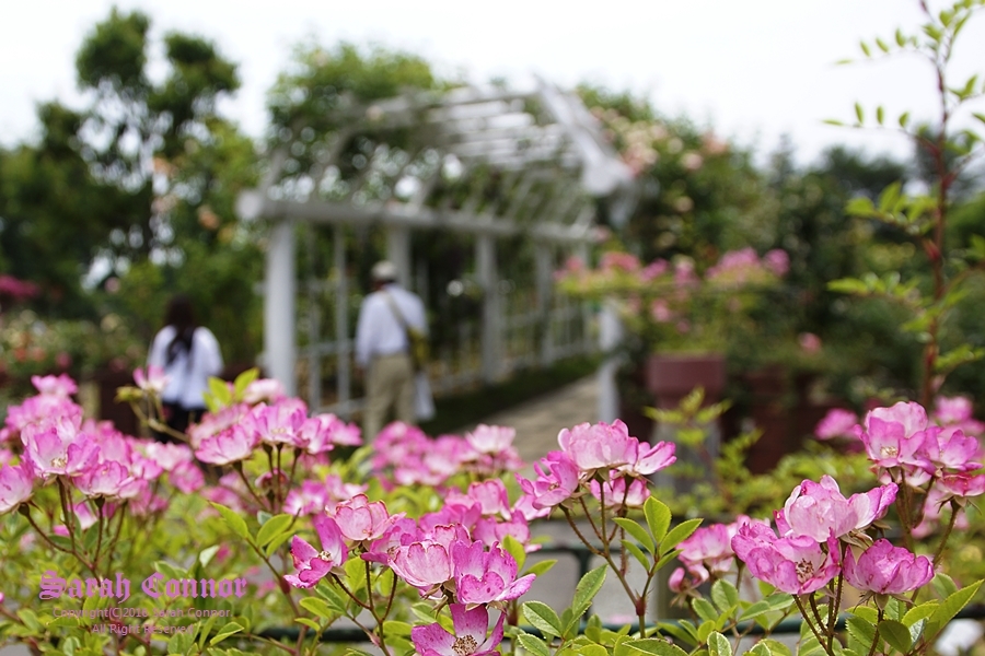 バラの庭にて