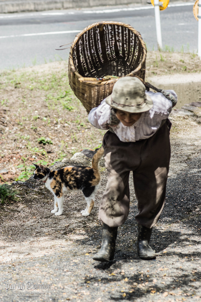 おばばについてく三毛猫