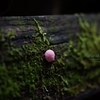 苔のステージ-3