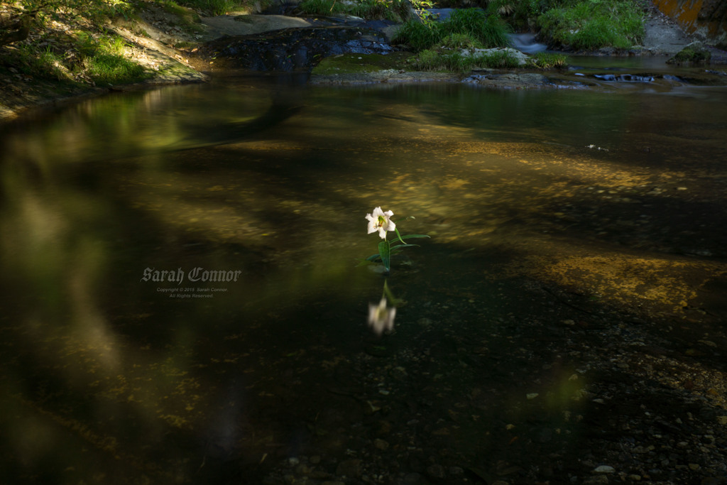 水中花
