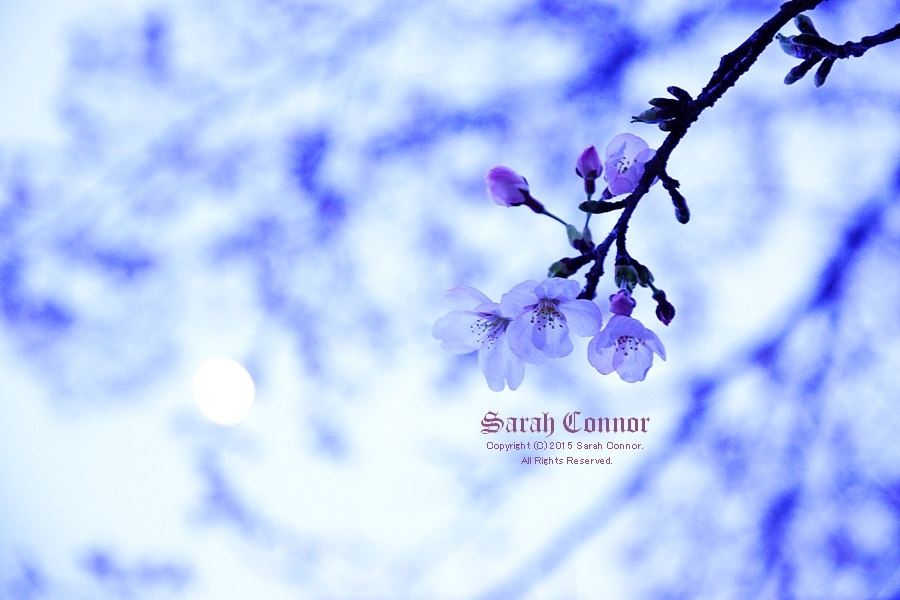 昼間の月と桜