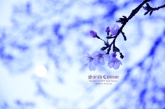 昼間の月と桜